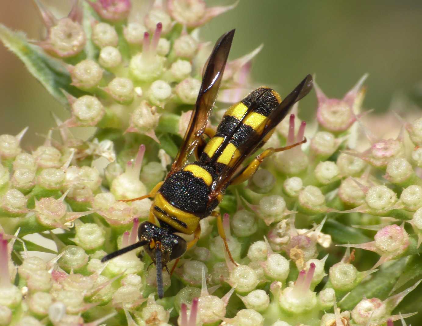 Leucospis di media grandezza: Leucospis cfr. dorsigera